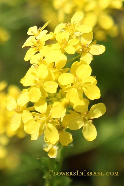 Ochthodium aegyptiacum, Bunias aegyptiaca, Egyptian Gold-of-Pleasure, חטוטרן מצוי