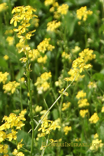 Ochthodium aegyptiacum, Bunias aegyptiaca, חטוטרן מצוי