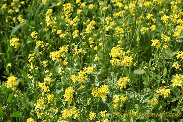 Israel, Travel, Nature, Wildflowers