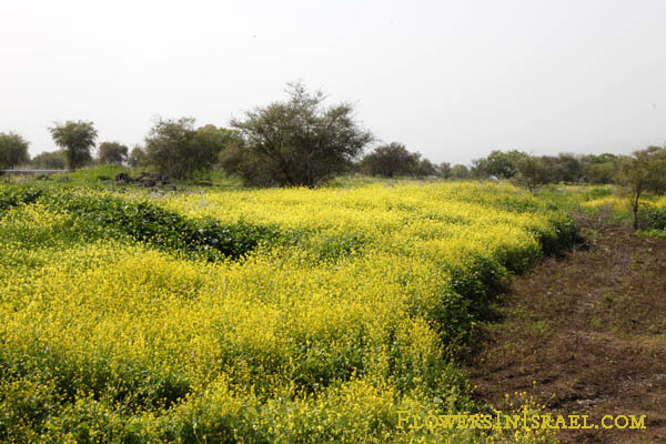 Ochthodium aegyptiacum, Bunias aegyptiaca, חטוטרן מצוי