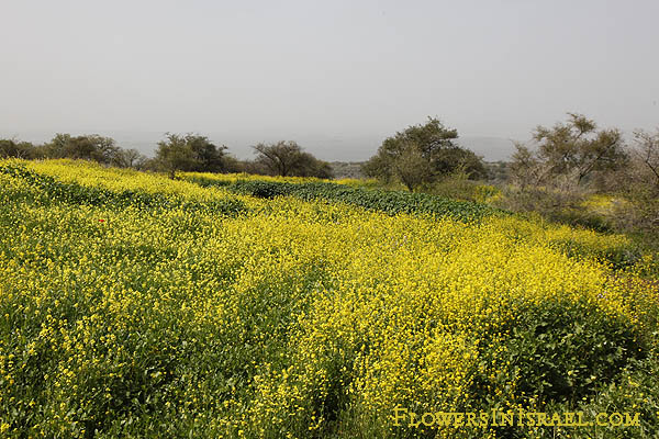 Yellow fields, Jordan River, Ochthodium aegyptiacum, חטוטרן מצוי