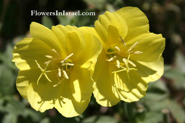 Israel wildflowers: Oenothera drummondii, Beach evening primrose, נר-הלילה החופי