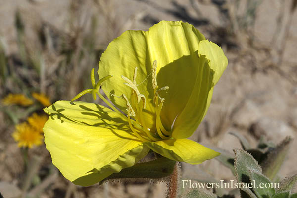 Oenothera drummondii, Beach evening primrose, נר-הלילה החופי