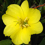 Oenothera drummondii, Beach evening primrose,<br>Hebrew: נר-הלילה החופי, Arabic: الأخدرية 