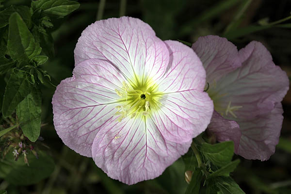 Oenothera rosea, Hartmannia rosea, Rose Evening Primrose, Rosy Evening-primrose, Pink Evening-primrose, נר-הלילה הוורוד