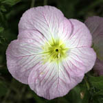 Oenothera rosea, Hartmannia rosea, Rose Evening Primrose, Rosy Evening-primrose, Pink Evening-primrose, נר-הלילה הוורוד, Israel, Flora, Wildflowers, Plants