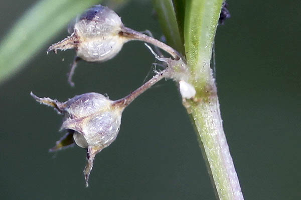 Oldenlandia capensis, Karamyschewia hedyotoides, Theyodis octodon, Oldenlandia hedyotoides, Madder, אולדנית הכף 