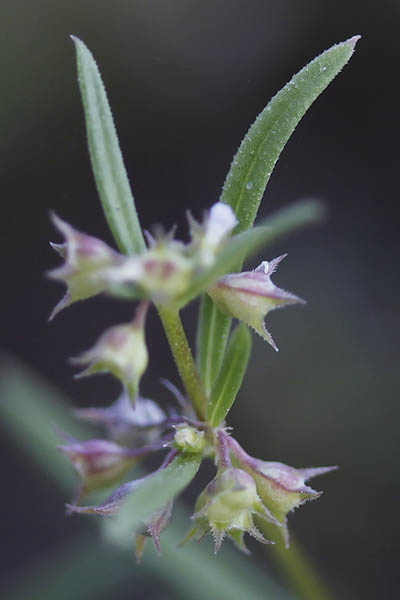 Oldenlandia capensis, Karamyschewia hedyotoides, Theyodis octodon, Madder, אולדנית הכף