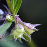Oldenlandia capensis, Israel, Flora, Wildflowers, Plants