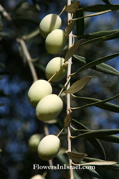  Israeli Holidays, Shavuot, Book of Ruth, seven species, Olea europaea, Olivetree, زيتون  Zaytun ,זית אירופי