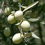 Olea-europaea, Israel, green wildflowers