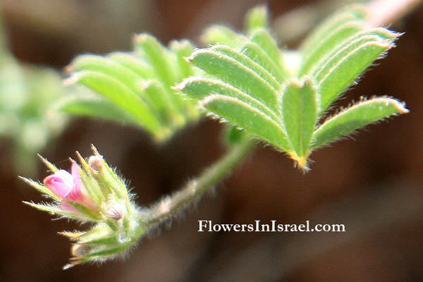 Onobrychis crista-galli, Cock's comb, Cock's head, Medick vetch, כרבולת התרנגול, ضرس العجوز 