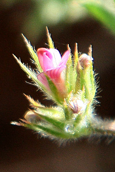 Onobrychis crista-galli, Cock's comb, Cock's head, Medick vetch, כרבולת התרנגול, ضرس العجوز 