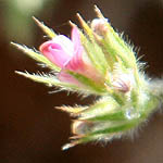 Onobrychis crista-galli, Israel, Violet colored Wildflowers