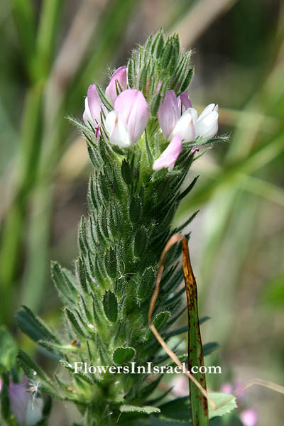 Israel flowers, flora de Israel