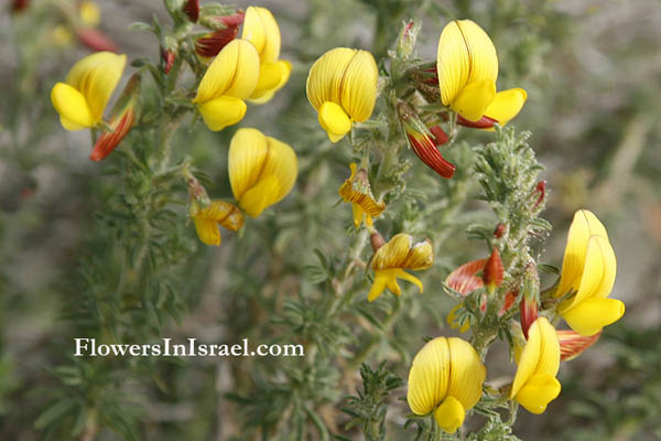  Ononis natrix, Shrubby Rest-harrow, שברק מצוי 