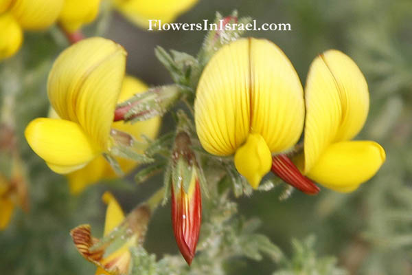פרחים וצמחי בר בארץ ישראל, שברק מצוי