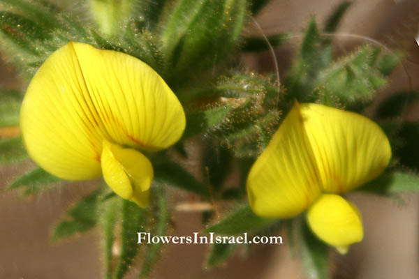 Flora de Israel, Israel wildflowers