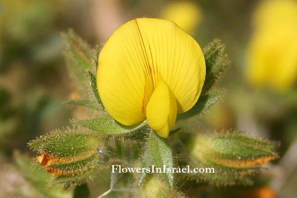 Ononis pubescens, Downy Rest-harrow, שברק דביק, الشبرق الزغبي