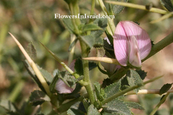 Israel flowers, flora de Israel