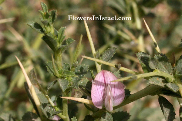 Ononis spinosa, Tall Spiny Rest-harrow,Bugrane épineuse, Wilżyna ciernista, Busktörne, שברק קוצני, الشبرق الشائك