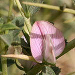 Ononis spinosa, Israel, Flora, Wildflowers, Plants
