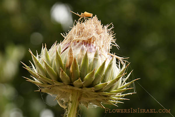 Onopordum blancheanum, Cottonthistle, شوك ,חוחן בלאנש