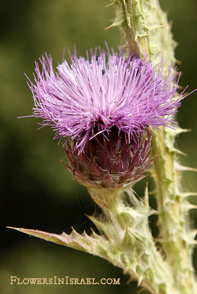 Onopordum blancheanum, Cottonthistle, חוחן בלאנש