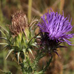 Onopordum carduiforme, Israel, Violet colored Wildflowers