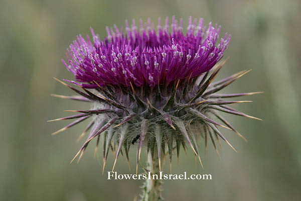 Flora de Israel, Israel flowers