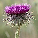 Onopordum cynarocephalum, Israel, wild purple flowers