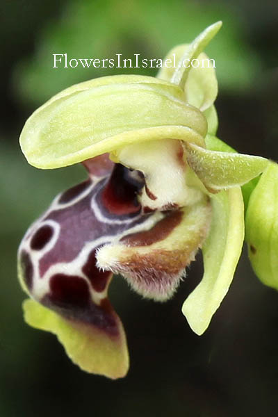 Israel wildflowers, flora de Israel