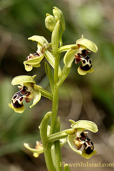 Ophrys flavomarginata,Yellow Rimmed Ophrys, דבורנית צהובת-שוליים, الأوفريس أصفر الهوامش