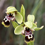 Ophrys flavomarginata, Israel, Flora, Wildflowers, Plants