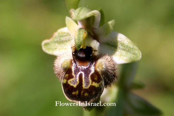 Ophrys umbilicata, Carmel Bee-Orchid,דבורנית דינסמור