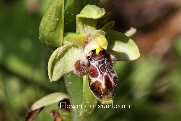 Ophrys umbilicata, Carmel Bee-Orchid,דבורנית דינסמור