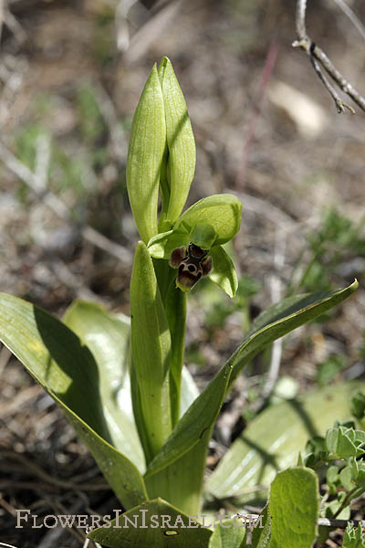 Ophrys umbilicata, Carmel Bee-Orchid,דבורנית דינסמור