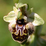 Ophrys umbilicata, Israel, Flora, Wildflowers, Plants