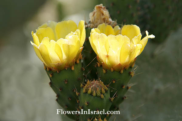  Opuntia ficus-indica, Opuntia occidentalis, Cactus ficus-indica, Opuntia compressa, Opuntia opuntia, Opuntia vulgaris, Prickly Pear, Barbary fig, Tuna fig, צבר מצוי , تين شوكي 