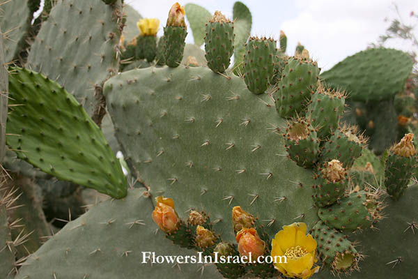 Opuntia ficus indica flower2