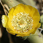 Opuntia ficus-indica, Israel, Flora, Wildflowers, Plants