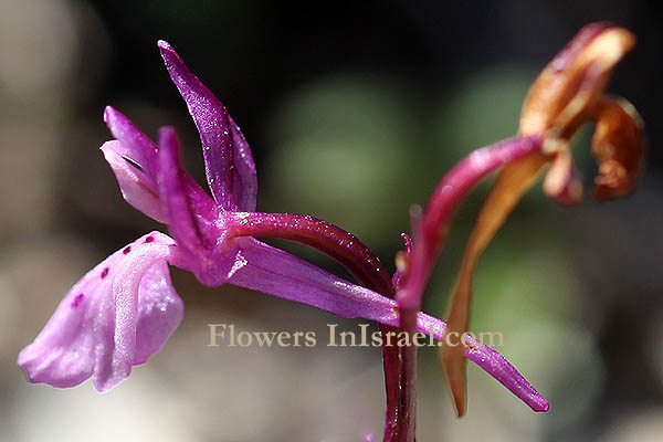 Orchis anatolica, Anatolian Orchid, اوركيد الاناضول ,סחלב אנטולי 