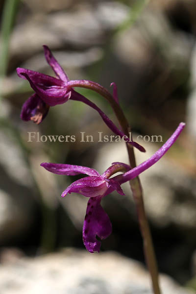 Orchis anatolica, Anatolian Orchid, اوركيد الاناضول ,סחלב אנטולי 