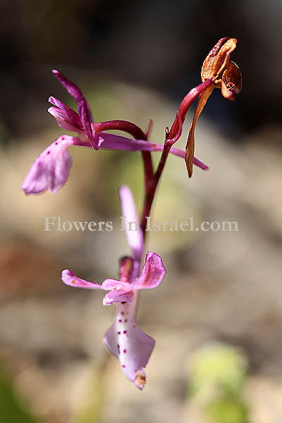 Orchis anatolica, Anatolian Orchid,اوركيد الاناضول ,סחלב אנטולי