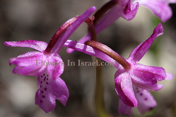 Orchis anatolica, Anatolian Orchid, سحلب , اوركيد الاناضول,סחלב אנטולי