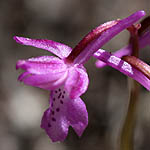 Orchis anatolica, Israel, wild purple flowers
