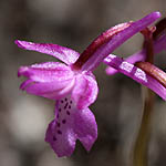 Orchis anatolica, Israel, Pink Flora, Wildflowers