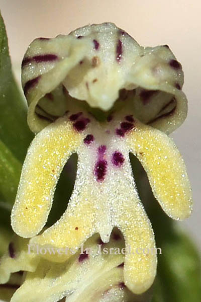 Orchis galilaea, Galilee orchid, סחלב הגליל, السحلب الجليلي