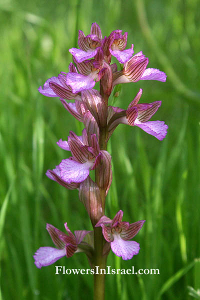 Orchis papilionacea, Orchis caspia, Anacamptis papilionacea, Vermeulenia papilionacea, Pink Butterfly Orchid,سحلب فراشي ,סחלב פרפרני