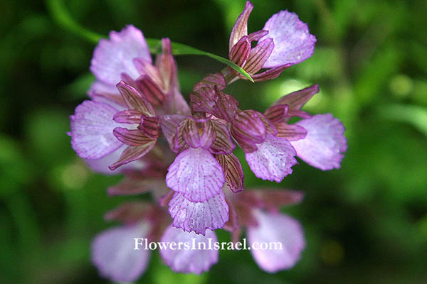 Orchis papilionacea, Orchis caspia, Anacamptis papilionacea, Vermeulenia papilionacea, Pink Butterfly Orchid,سحلب فراشي ,סחלב פרפרני